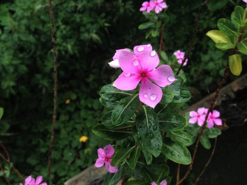 Monsoon Plant Care Hindi