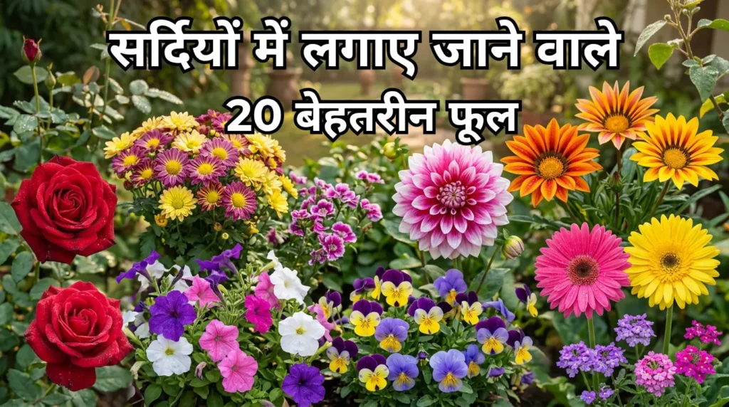 सर्दियों में लगाए जाने वाले 20 बेहतरीन फूल